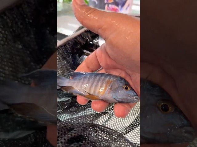 Bully African Cichlids gets a new home!