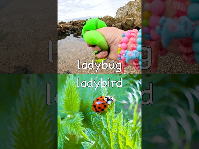 Bug Insect Names for Kids to Learn at the Rock Pool: Wasp Bee Earthworm Praying Mantis Ladybug