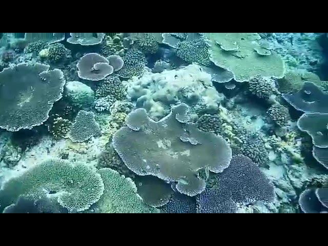 Under The Sea Of Biak - Snorkeling