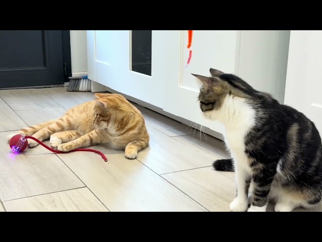 Balle interactive rechargeable pour chat
