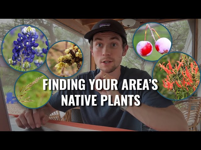 How to Find What Plants are Native to Your Area