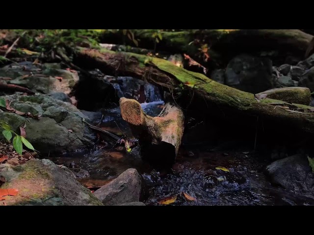 Relaxing Music, Sleep Music, Water Sounds, Meditation Music, Healing Piano for Mindful Rest