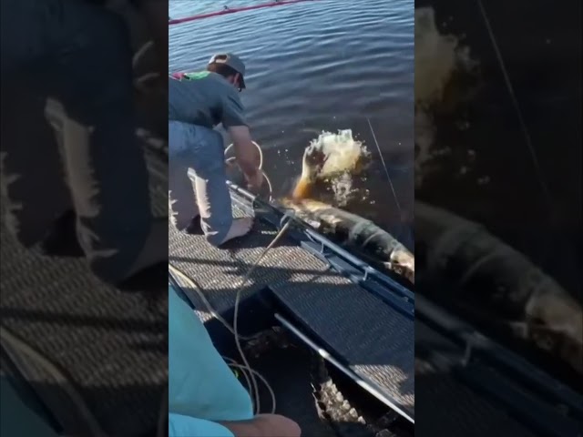 HUGE ALLIGATOR CAPTURED! 14/20 #viral #short #youtubeshorts #shorts #viralvideo #youtube #shortvideo