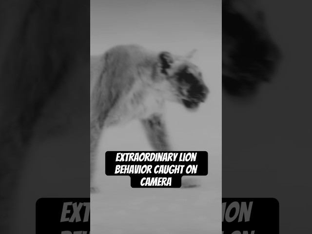 This is not your typical lion hunt. #naturepbs #wildlife #rarefootage #lion #hunting