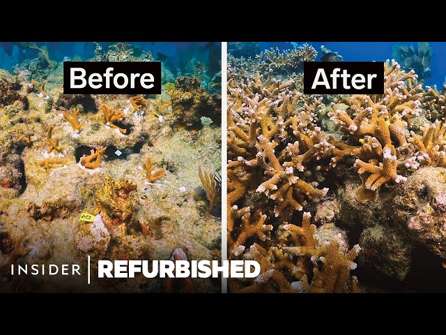 Restoring Florida's Dying Coral Reefs | Refurbished | Insider