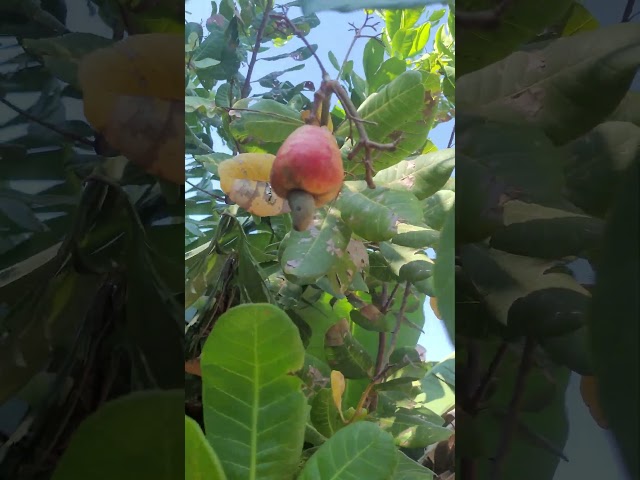 Cashews in the backyard