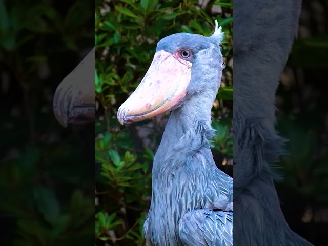 This PREHISTORIC Shoebill Bird Is A MUST SEE