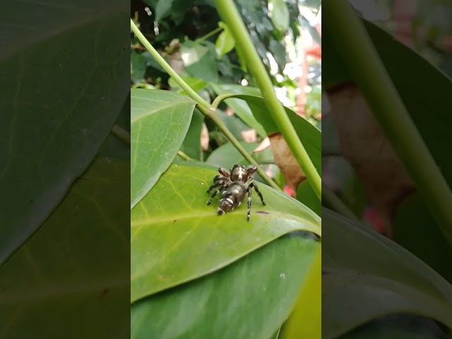 Itsy Bitsy Spider #spider