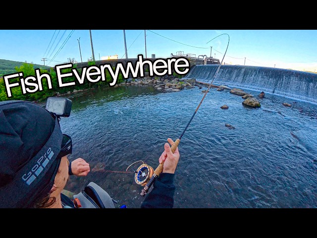 Bald Eagle Creek Was Insane (Trout Everywhere)