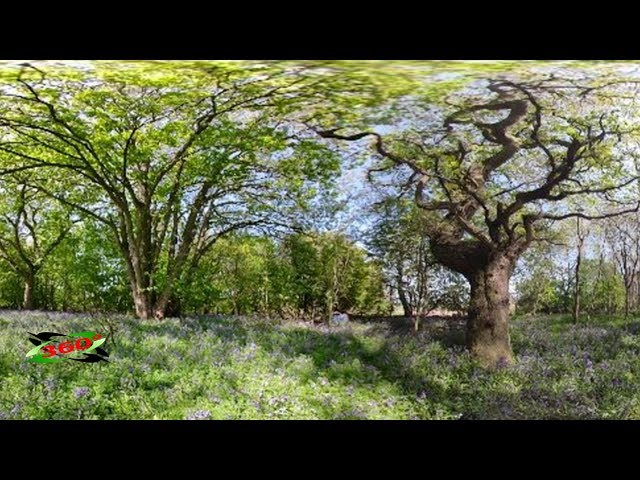 360° Bluebell woodland in spring