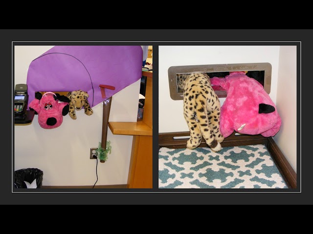 Swansboro Stuffed Animal Sleepover Feb 2019