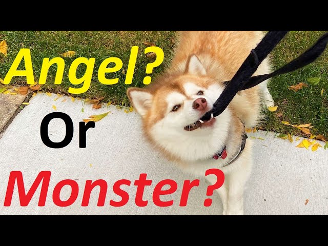 5 things I wish I knew before getting a Pomsky  -  The truth about Pomsky puppies