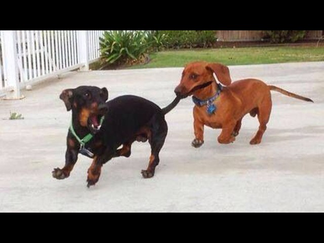 Best Of 2026 Funny Dogs 🤣🐶 Funniest Dog Videos Ever!