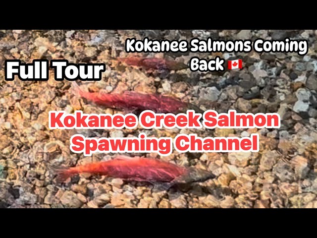 Kokanee Salmon Spawning Channel in Kokanee Creek BC Provincial Park , Kootenay Lake | near Nelson BC