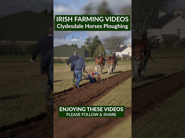 Traditional Ploughing with a pair of Clydesdale horses #clydesdalehorse #Ploughing #ruralireland