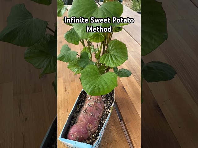 Infinite Sweet Potato Method #gardening