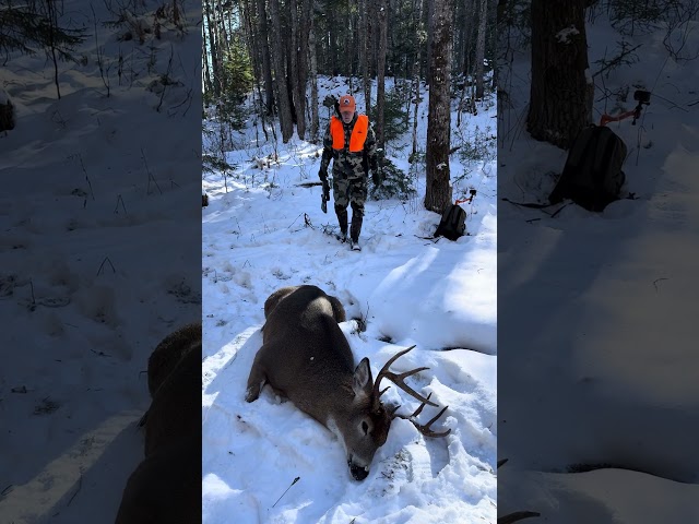 Big Maine Buck #hunting #maine #onxhunt #tracking200