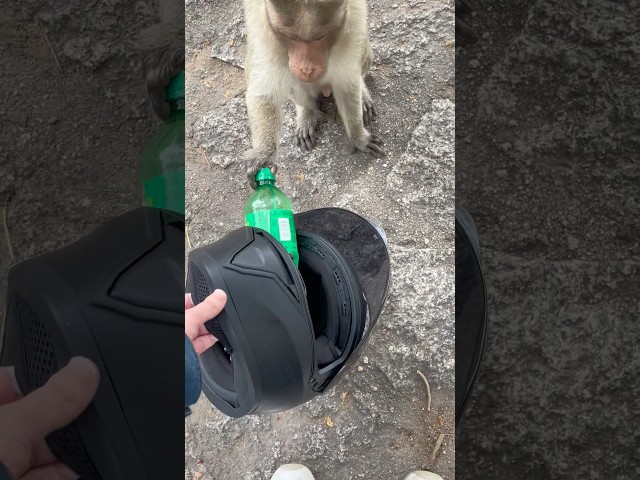 He did that so fast 🤯 #monkey #monkeyvideo #india #travel