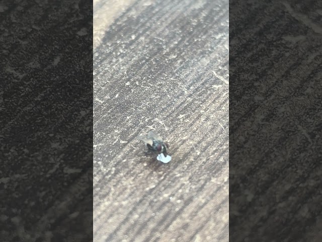 Housefly is eating sugar