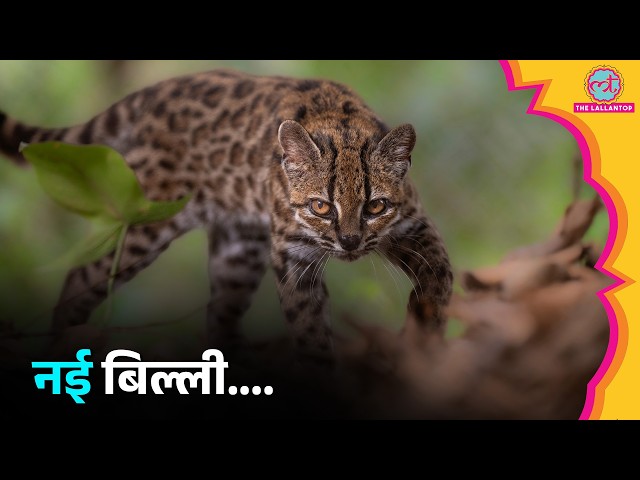 100 साल बाद Scientists को मिली New Cat Species, Bolivia की Tilcayo Cat कैसी दिखती है?