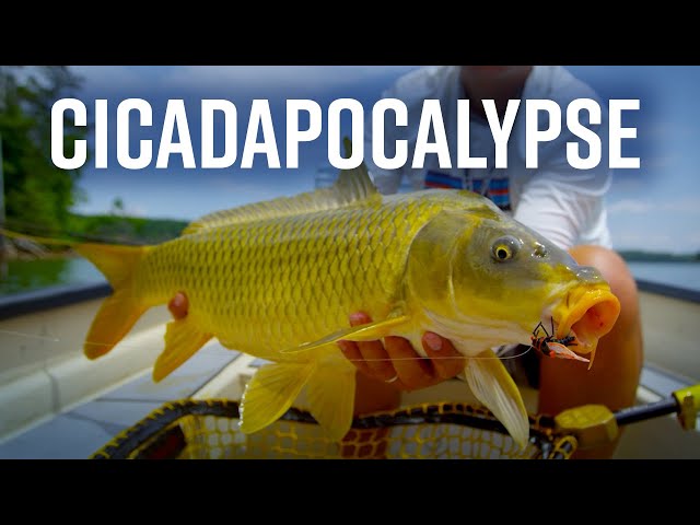 Cicadapocalypse 2017