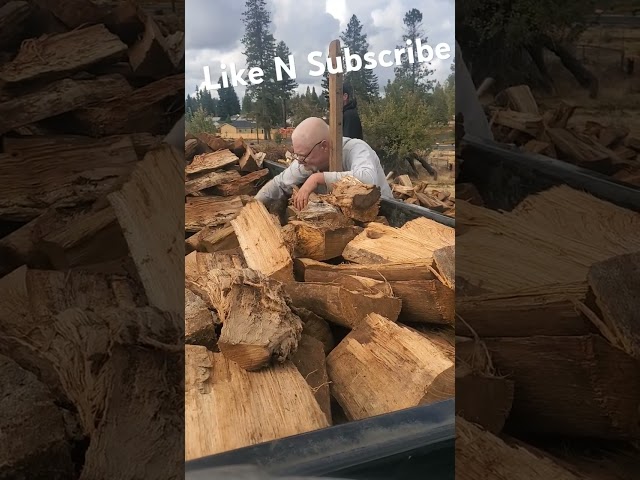 Loading Cord of Oak wood  or is it ? #oakwood #firewood #woodsplitter #grind #work