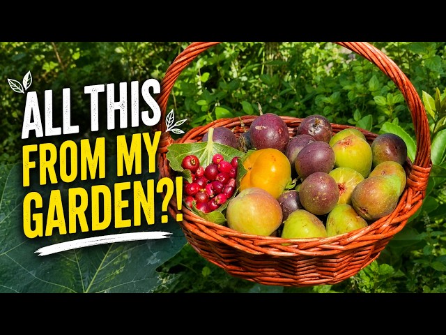 I Started With Nothing… Look What My Garden Gave Me