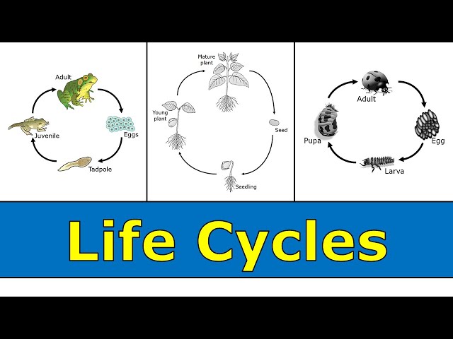 Life Cycles