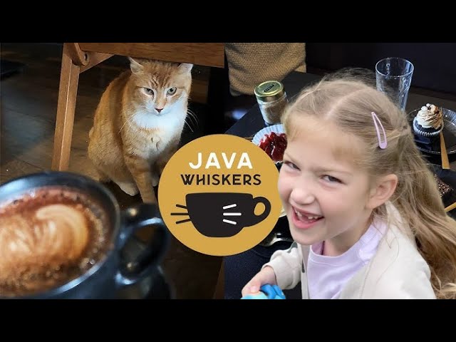 Java Whiskers: Exploring a Cat Café! #cats #catcafe #london #weekend