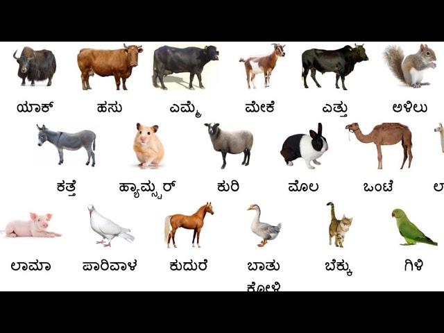 Pets & domestic animal in English/ಸಾಕುಪ್ರಾಣಿಗಳು ಮತ್ತು ಸಾಕು ಪ್ರಾಣಿಗಳ ಹೆಸರು ಇಂಗ್ಲಿಷ್ ಮತ್ತು ಕನ್ನಡದಲ್ಲಿ