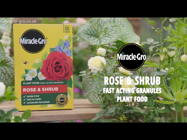 Miracle-Gro® Plant Food Fast Acting Granules – Rose & Shrub | Quick Boost for Stunning Blooms