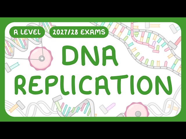 A-Level Biology - DNA Replication | 3 prime and 5 prime ends (2027/28 exams)