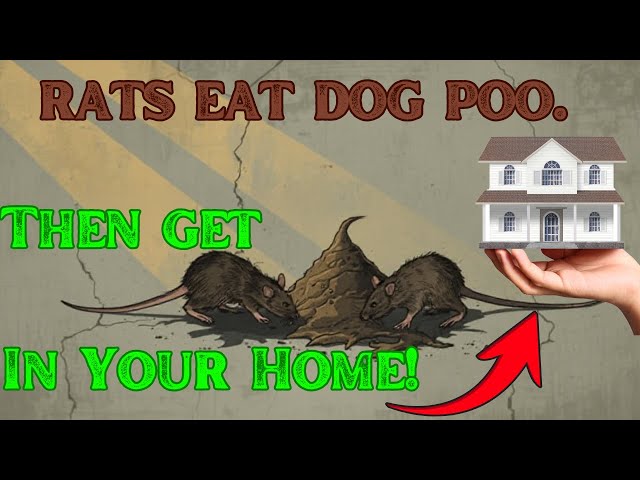 Dog Poop causes Rat Infestation!? 12 Years of Rats Solved in One Day!