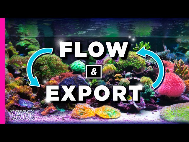 Optimizing Aquarium Flow and Waste Export: A Complete Guide