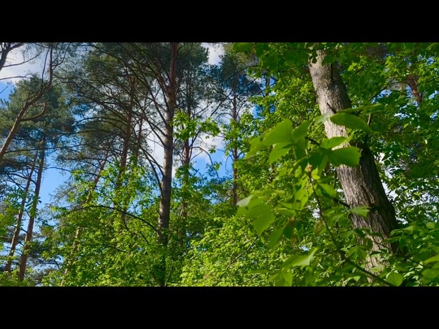 🌿NO ADS - Relaxing Nature, Forest Ambience, Bird Song, Butterflies, Blue Sky, Natural Stress Relief