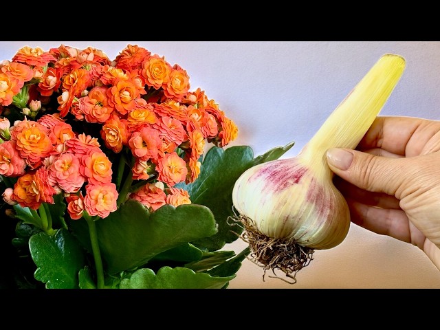 Don't be afraid of it! Your Kalanchoe will bloom longer! Care tips for Kalanchoe 🌺