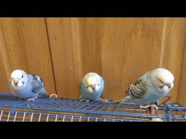 The Chicks Leave The Nest. Skittles and Beauty's Little Family #18