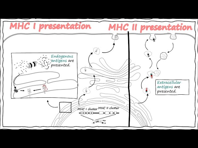 MHC class 1 and 2 pathway | Major histocompatibility complexes | MHC 1 vs MHC 2 | Immunology series