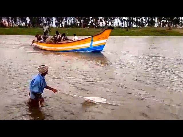 Amazing Old Mam Hunting Fish With Castnet | Fish Hunting In India 2017 | Crabing with Cast Net 20017