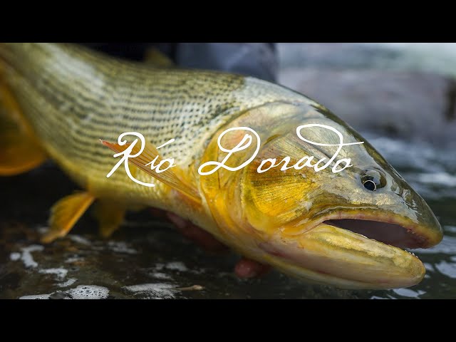 Rio Dorado