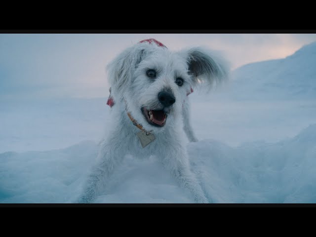 Krypto the Superdog - Powers and Fights from Superman