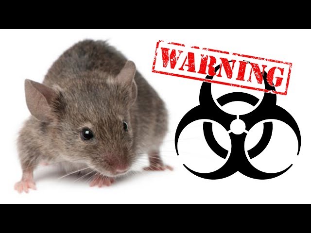Clean Rodent Droppings - How To Safely Clean Rodent Dropping