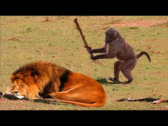 Animals Being Ridiculous That Will Definitely Brighten Your Day 😂