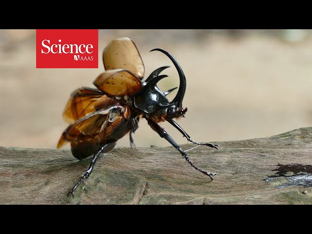These ‘beetlebots’ keep flying, even after crashing into poles