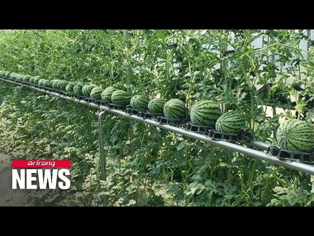 Vertical watermelon cultivation reduces labor, increases productivity