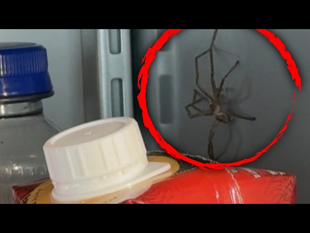 Sisters Open Fridge To Find Spider