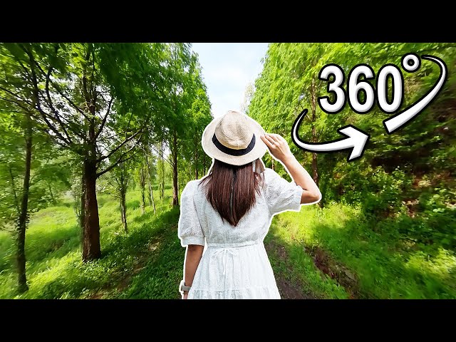 Walking the Metasequoia path | VR 360°