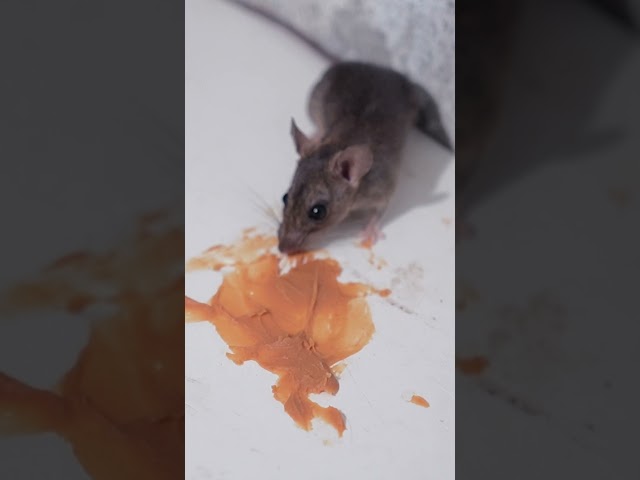 Mouses Video for Cats to Watch - Mice for Kittens #shorts #mouse #cat