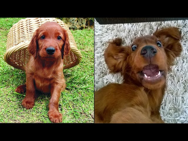 Cute And Funny Irish Setter Puppies That Will Make Your Day 😍