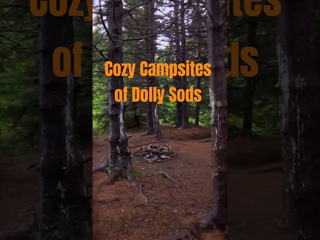Cozy Campsites of Dolly Sods #shorts #camping #hiking #adventure #rain